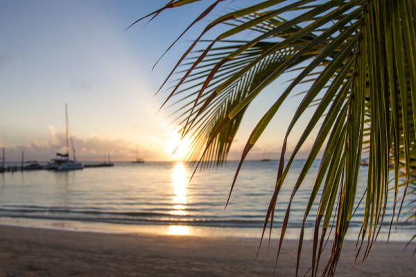 palm_tree_beach_sunrise_Belize