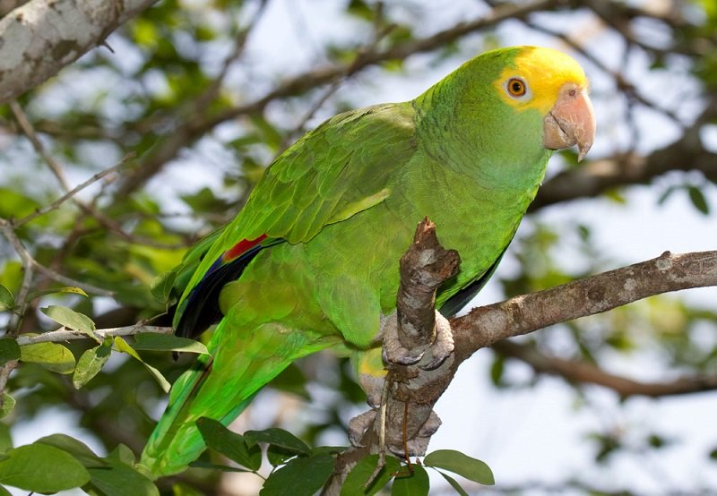 Belize-Yellowhead-parrot