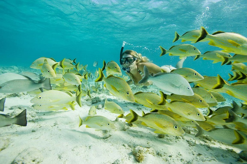Shark Alley at Hol Chan reserve, Ambergris Caye,Belize