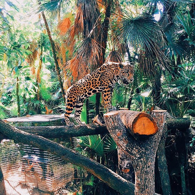 pictures-of-belize-zoo-jaguar-balaam