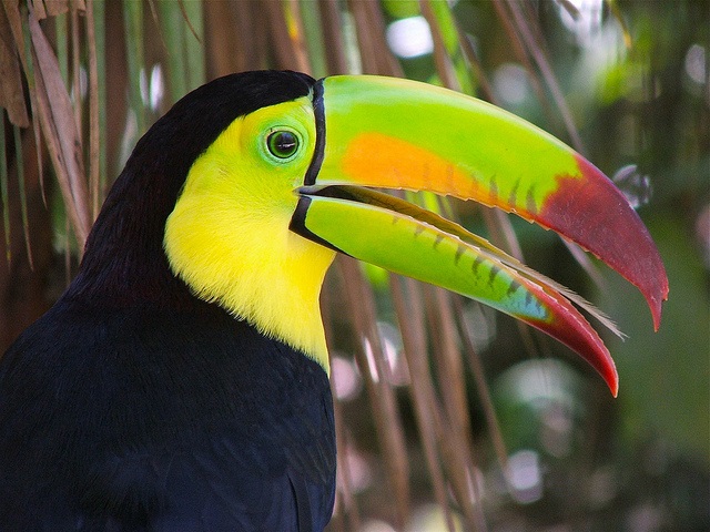 Belize-Toucan