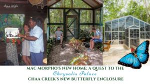 Butterfly Farm Chaa Creek Belize