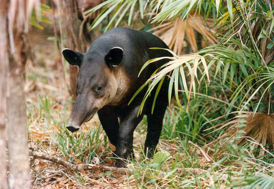 belize_national_animal_tapir_belize_zoo_travel_guide