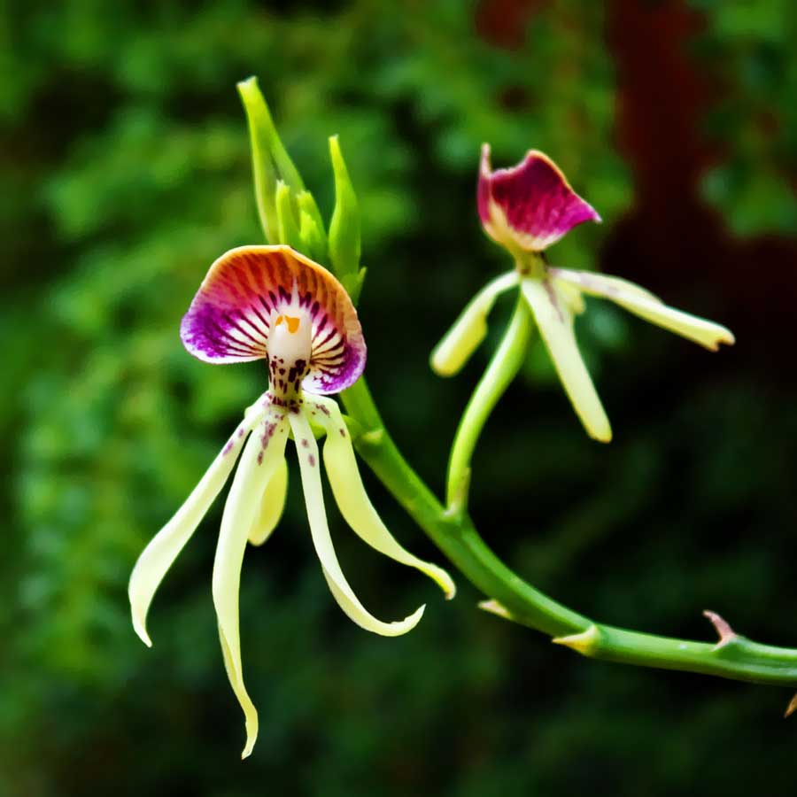 belize_national_flower_black_orchid_travel_guide