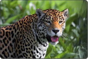 jaguars-of-belize