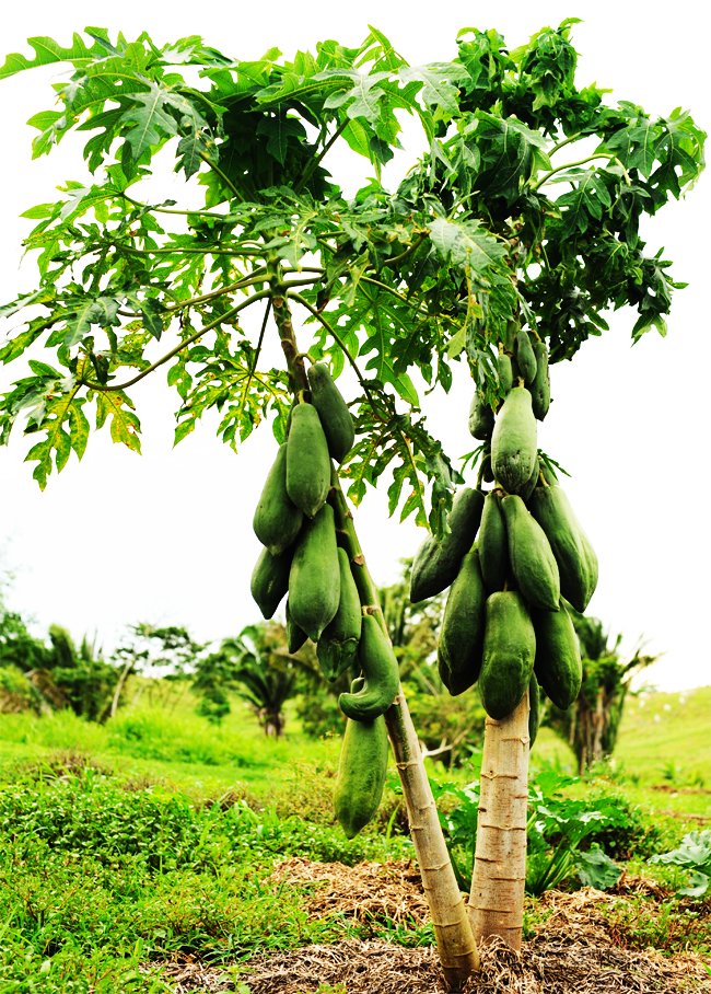 Belize Organic maya papaya