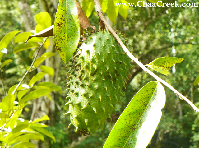 The Soursop: Possible Ailment Against Cancer?