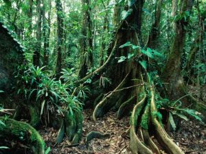 Belize Rainforests