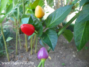 christmas peppers