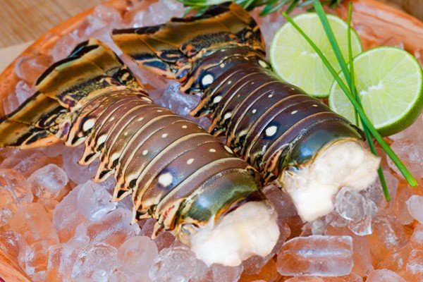 “Biggest Ever” Lobster Fest Kicks Off in Belize