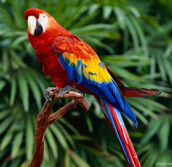 Macaw5