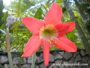 Amaryllis,Barbados lily