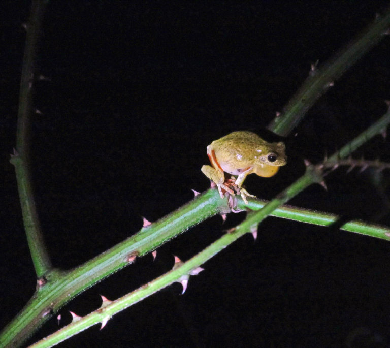 Frogs in Belize