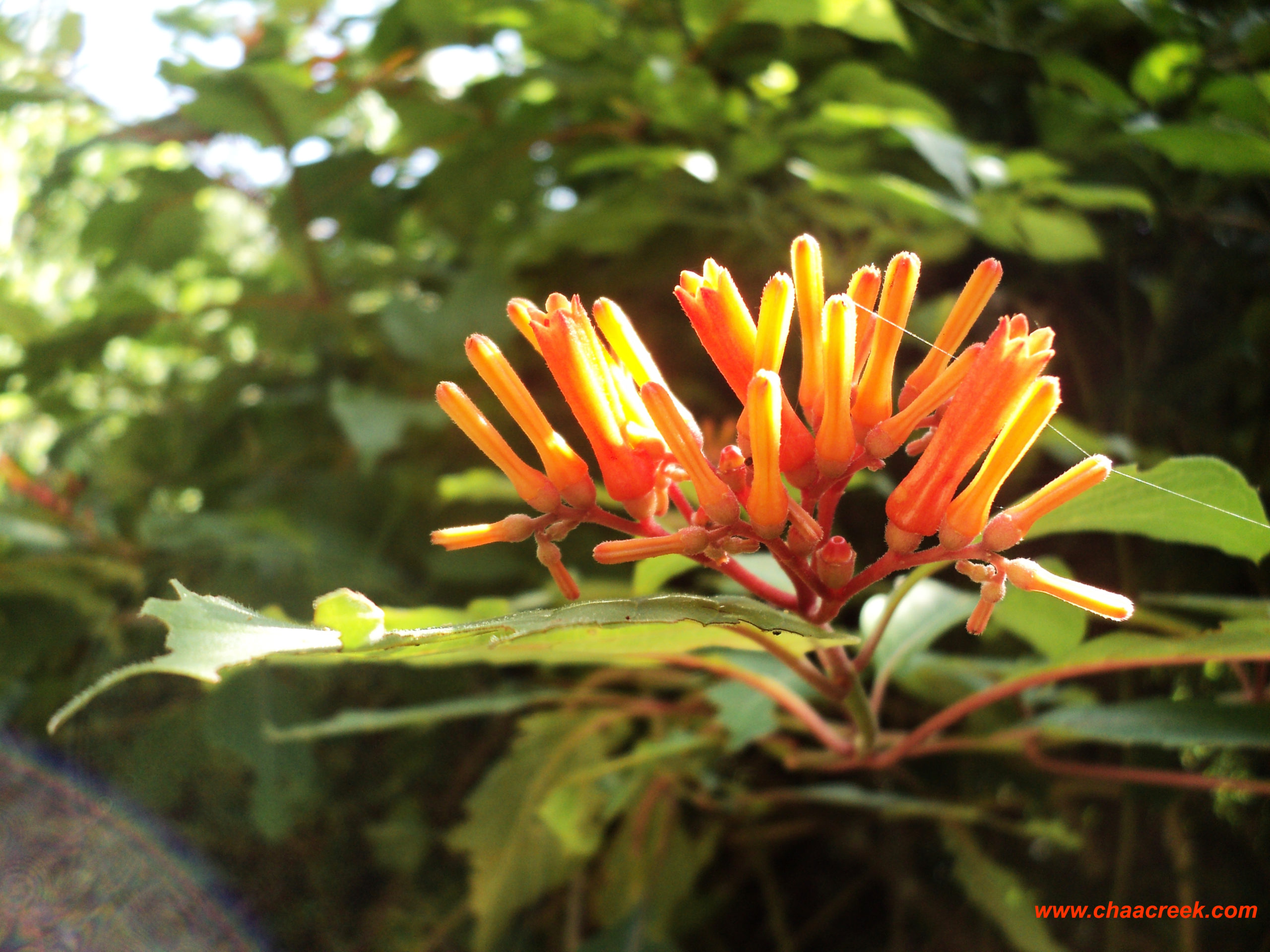 Ixcanan aka Polly Red Head : An Important Medicinal Rainforest Plant in Belize