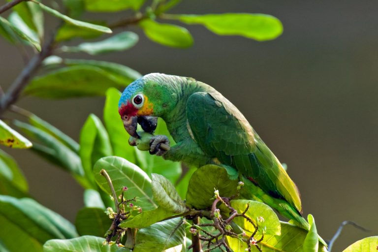 Red lored parrot, Belize