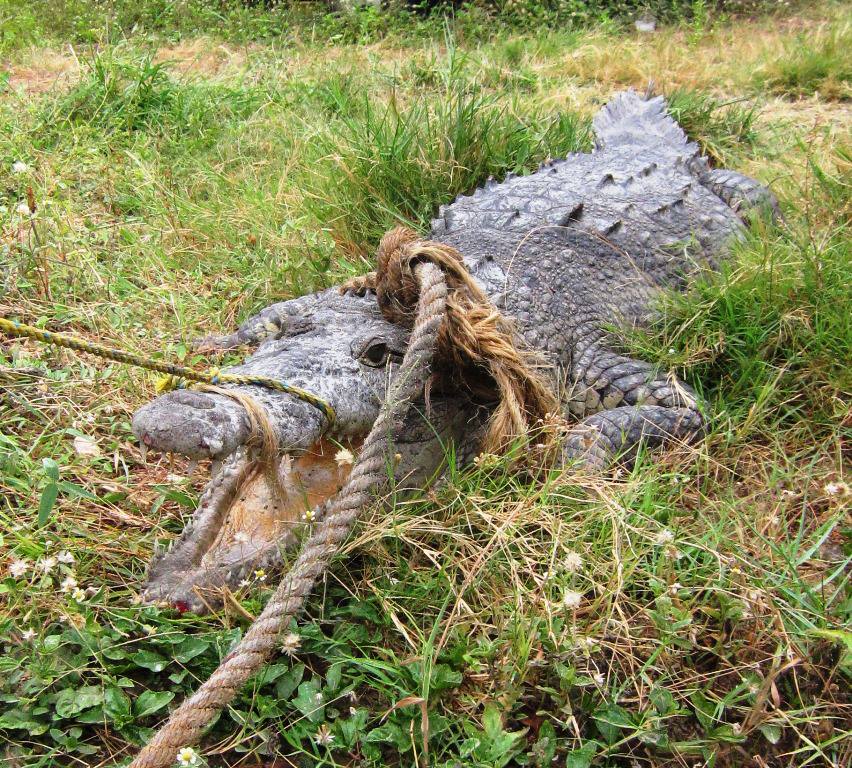 Belize Crocodile