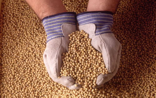 The Government of Belize discovers and destroys genetically modified soybean seeds