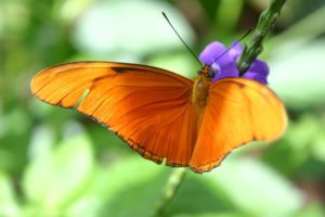 orange_julia_butterfly