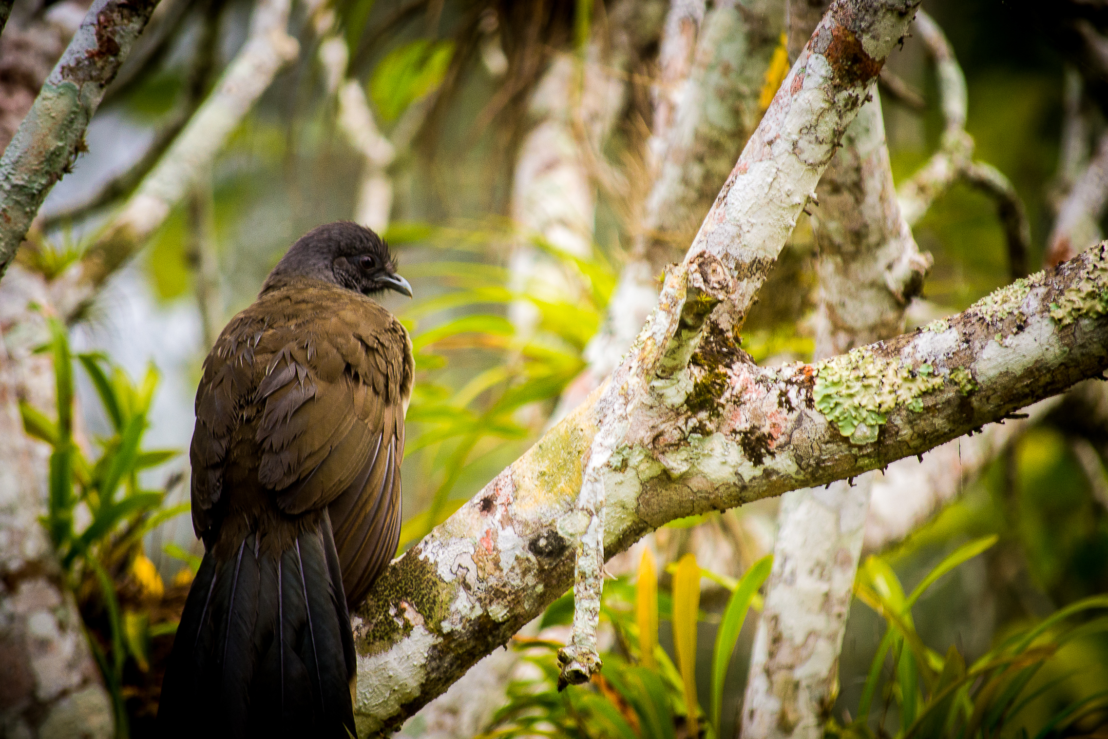 Belize’s Bountiful Birds Showcased in latest Audubon Magazine
