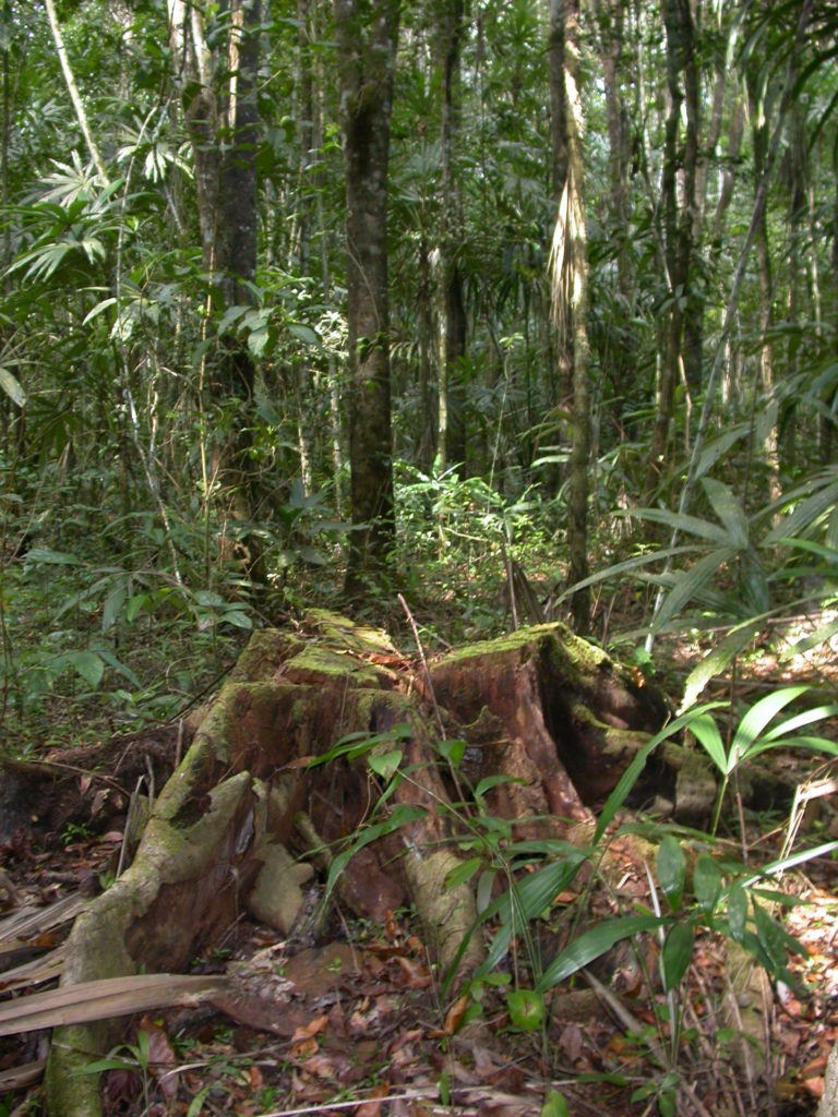Belize-forest-scene-fungi-research