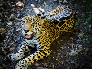 Belize-Jaguar-Wild-Jungle-Cat