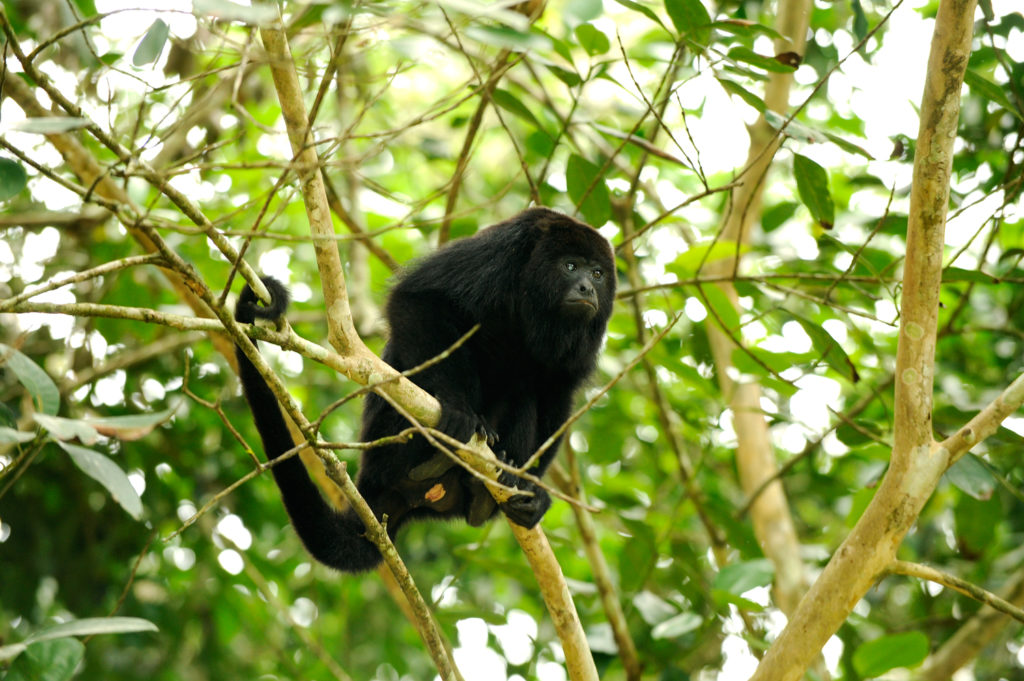 Belize-Howler-Monkey-Animal