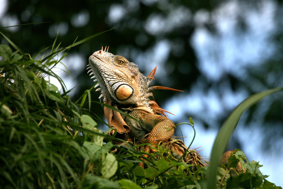 Lizards of Belize - What makes the Belizean Iguana Incredible!