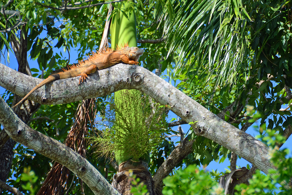 Canoeing-in-Belize-River-iguana