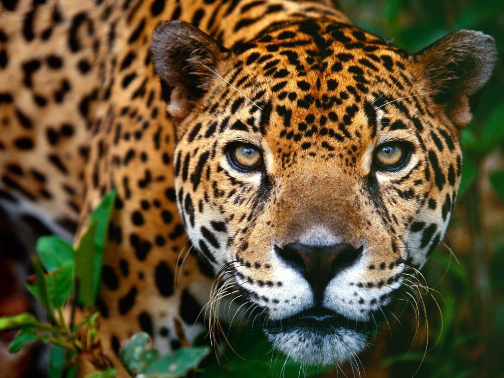 Belize-Big-Cat-Jaguar