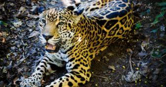 Belize-Big-Cats-Species