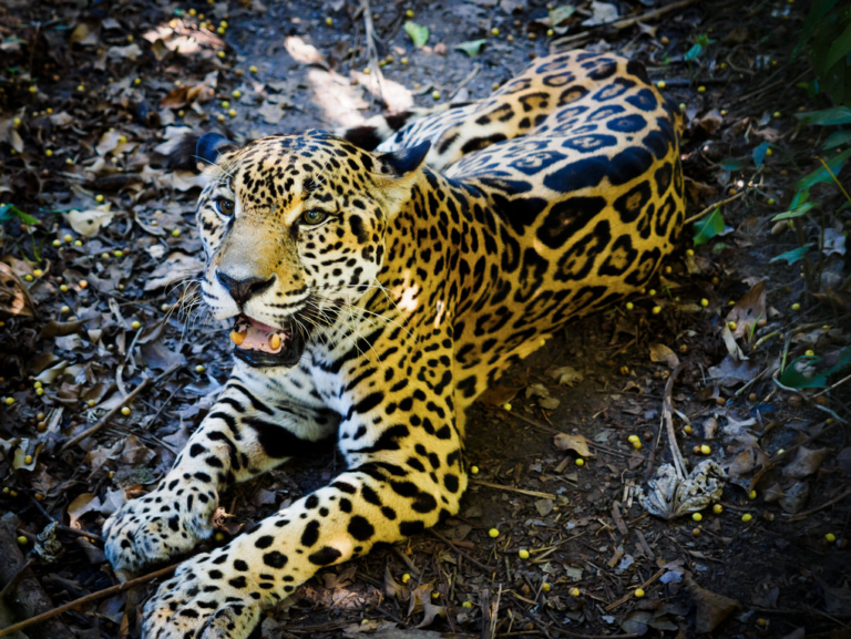 Belize-Big-Cats-Species