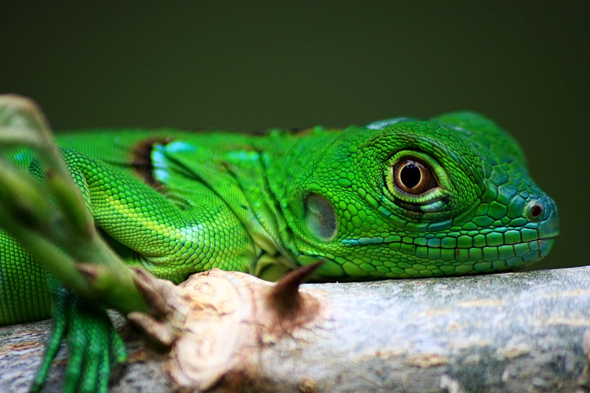 belize-lizards-green-iguana-coloration