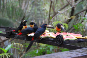 You would love Birding in Belize!