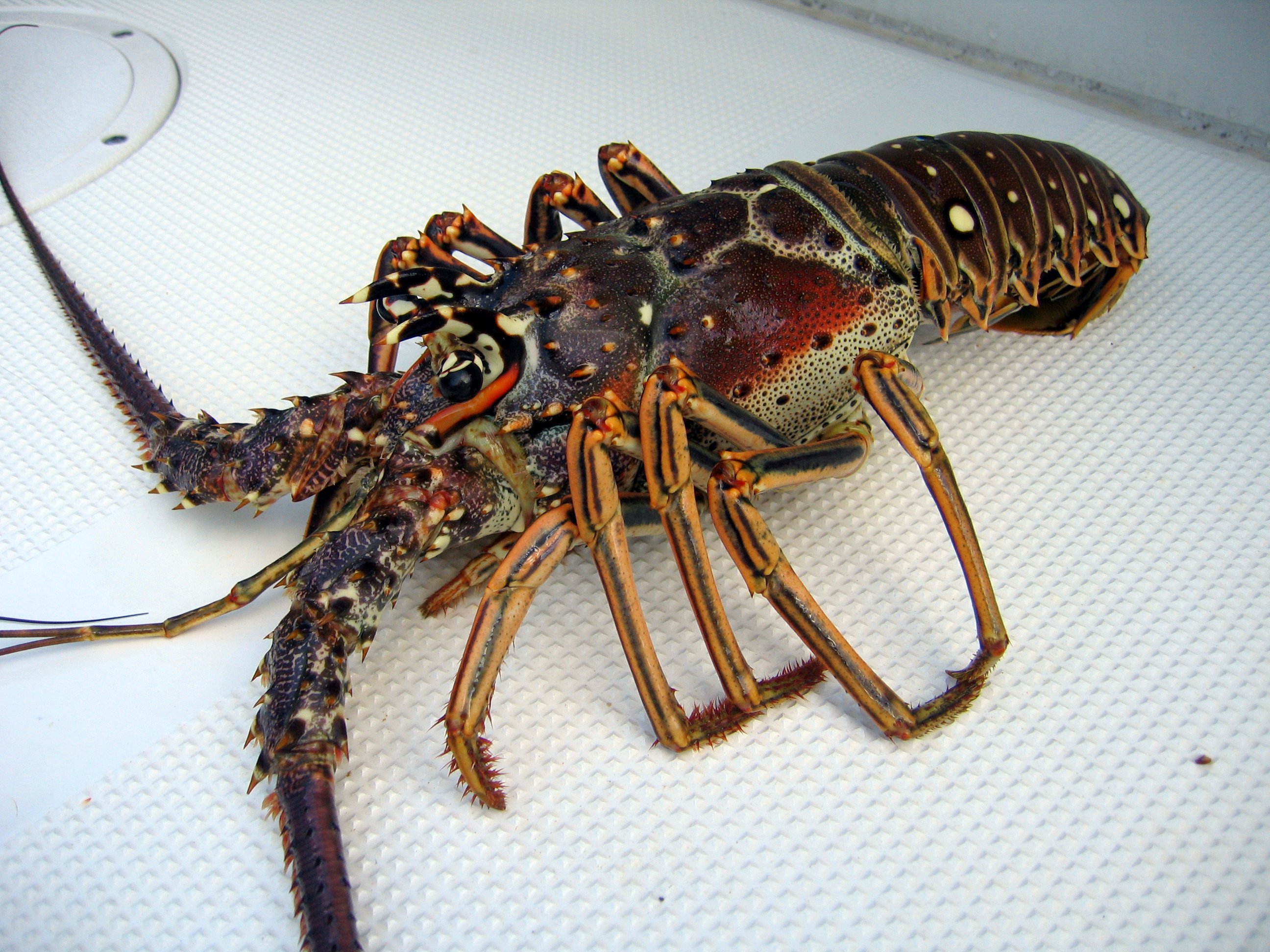 Panulirus argus Lobster specie found in Belize