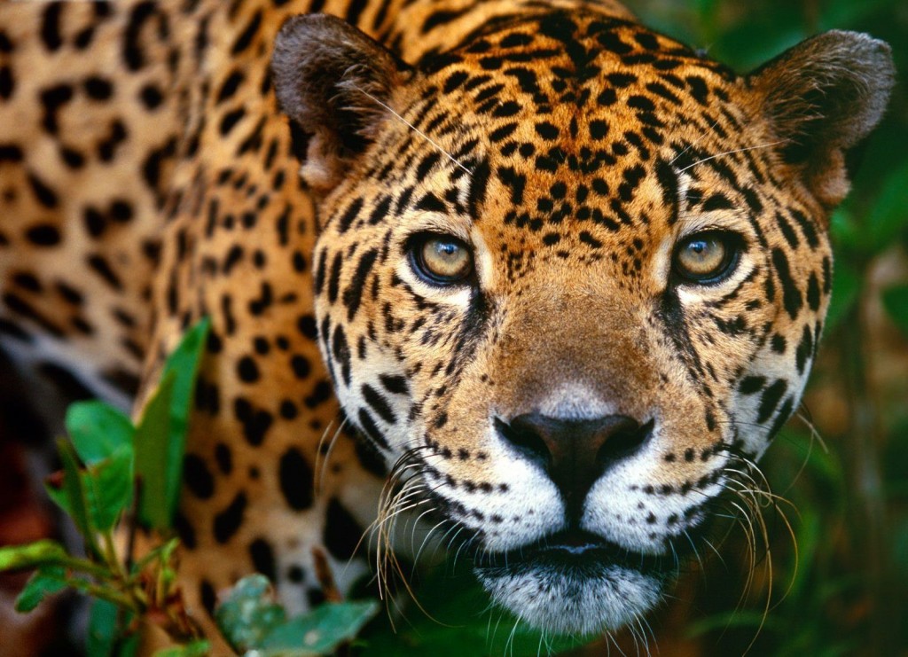 The-Belize-Jaguar