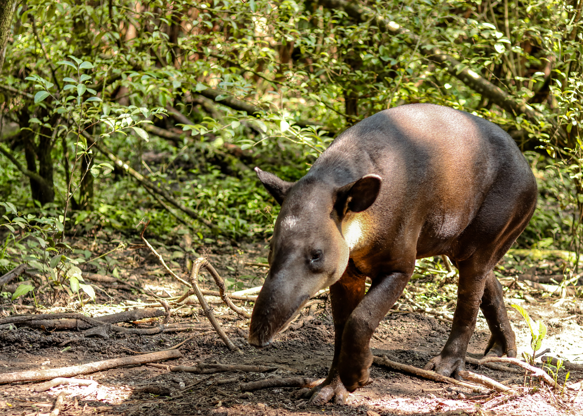 Belize Tapir 