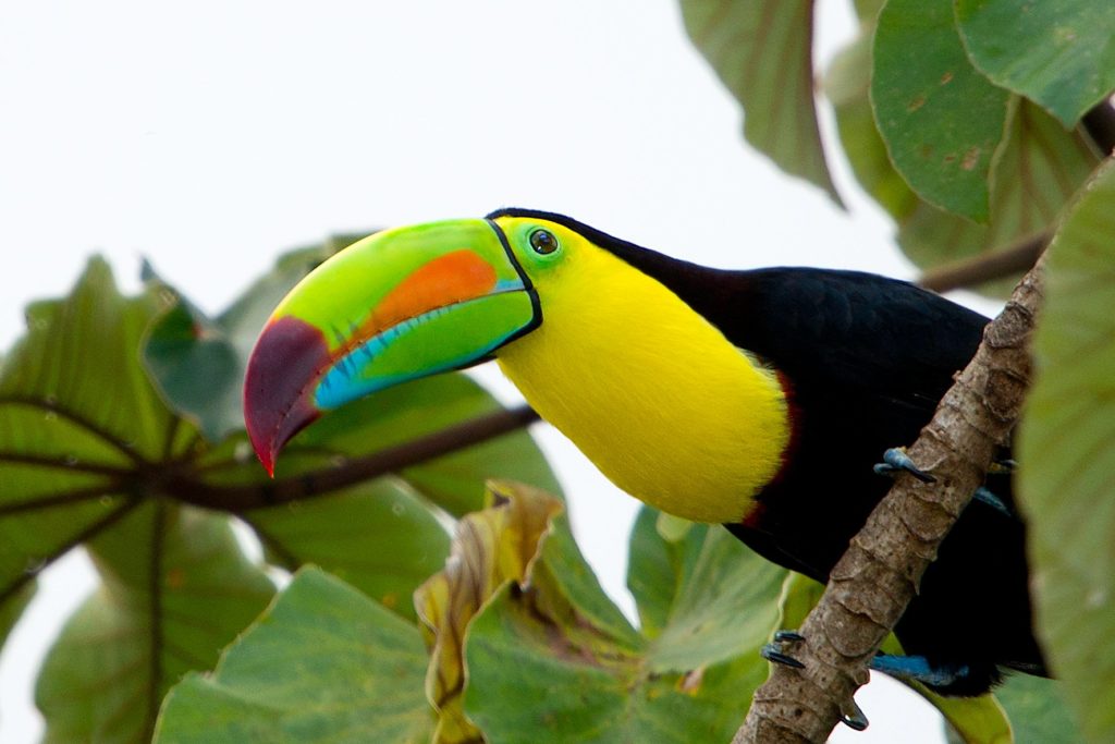 belize -keel-billed-toucan