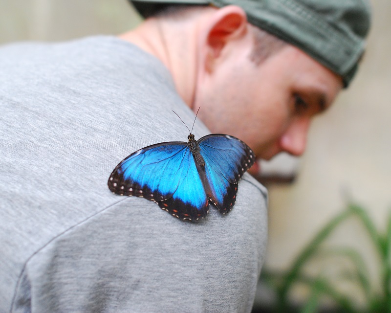 Chaa-Creek-Butterfly-Exhibit