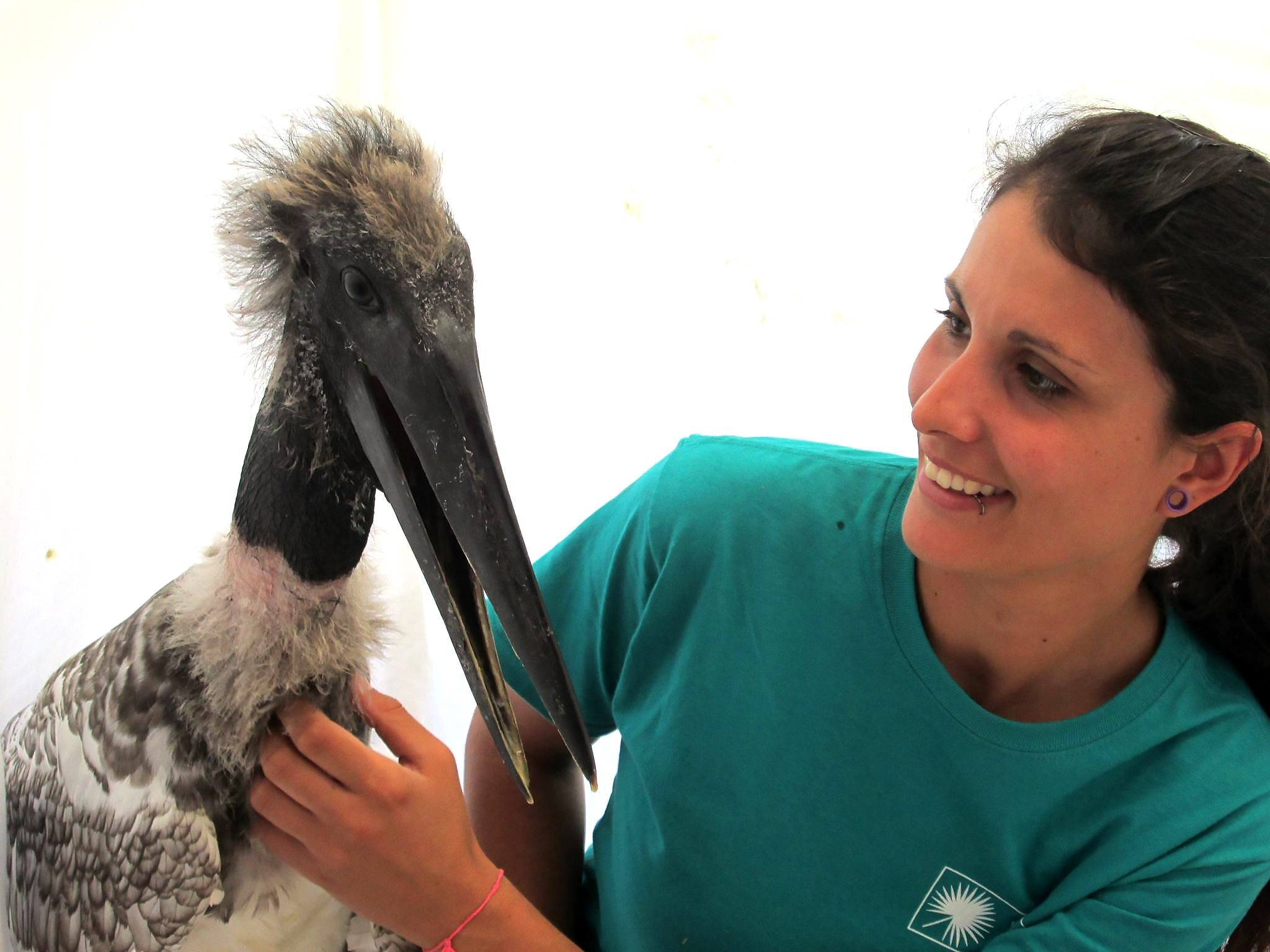 A Belize Zoo Jabiru Rescue - With assistance from other wildlife friends!