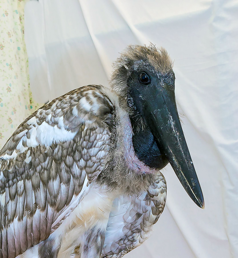 The rescued Jabiru Bird "Donovan"