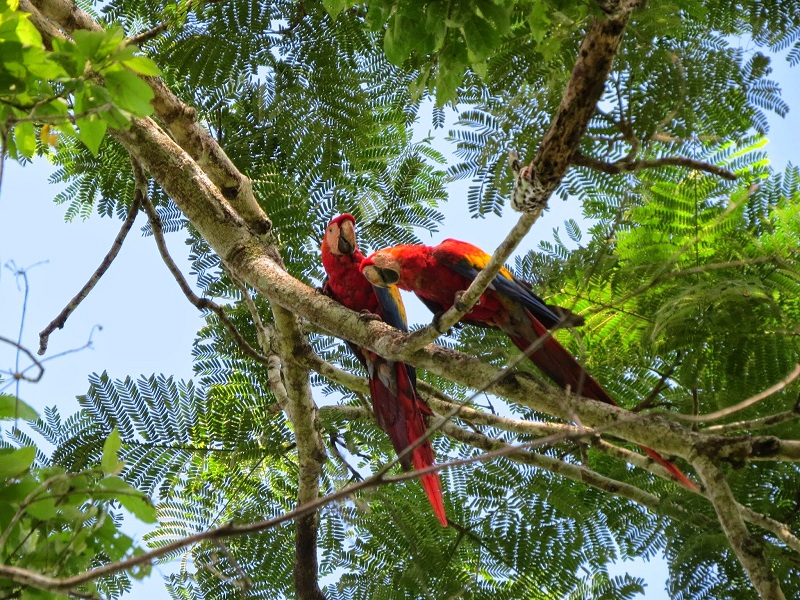 Belize-Scarlet-Macaws