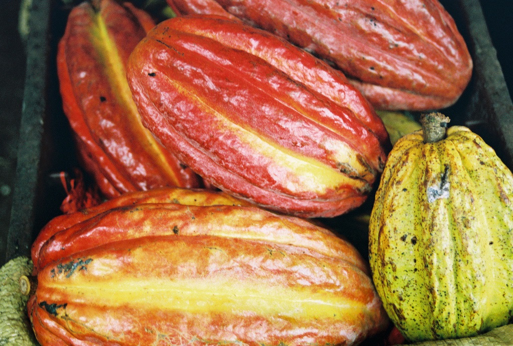 Cacao-in-Belize