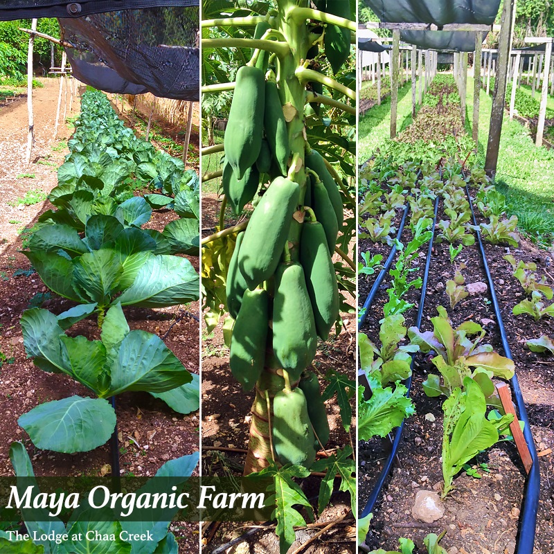 maya-organic-farm