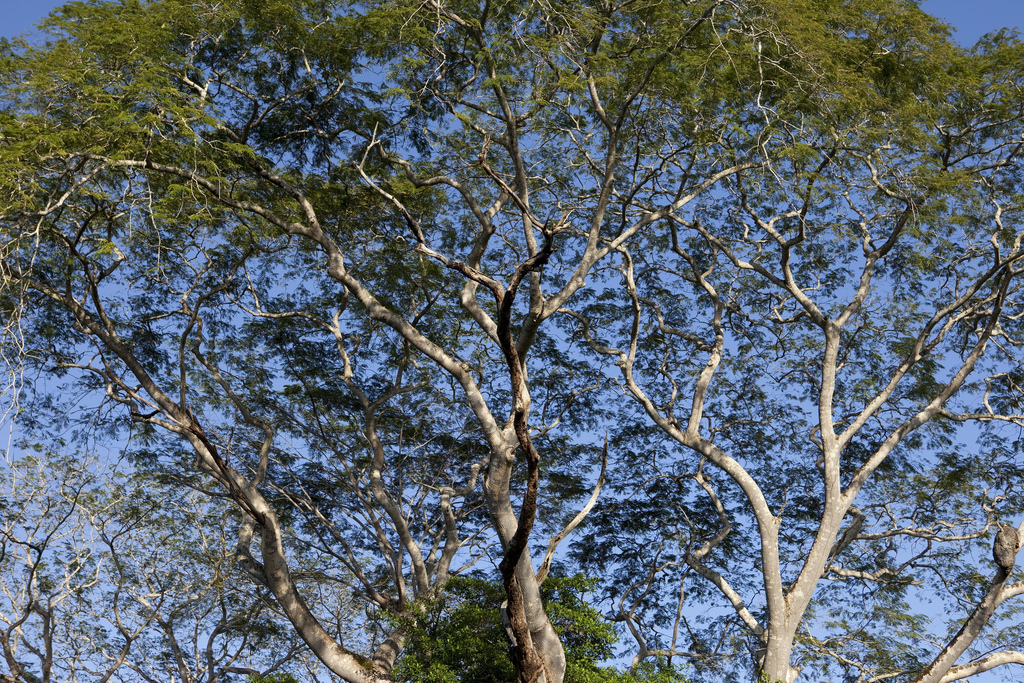 The Belize Crooked Tree Wildlife Sanctuary