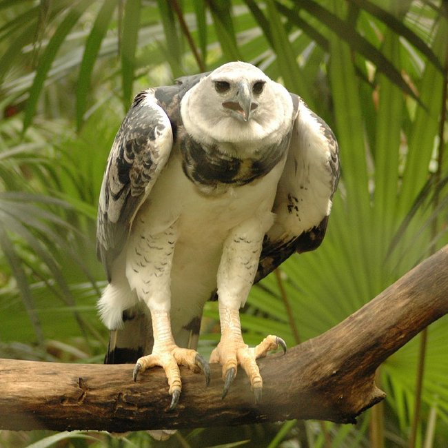 Belize-Harpy-Eagle