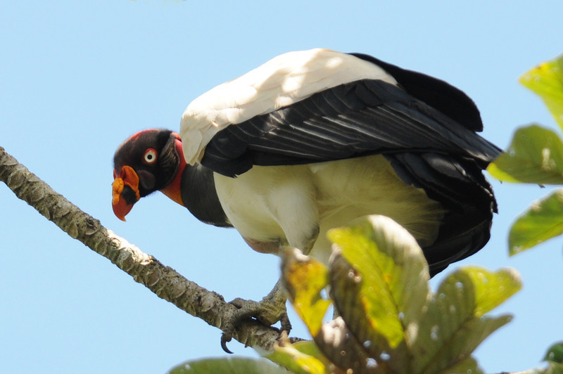 Belize-King-Vulture