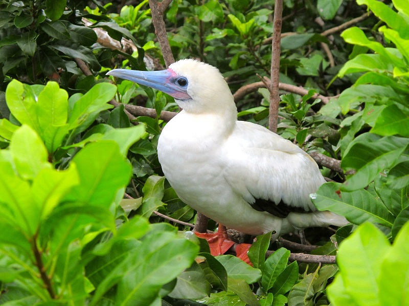 Belize-red-footed booby