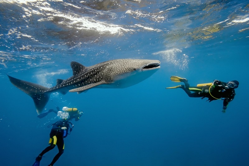 Vacation Planner Alert - Belize Whale Sharks