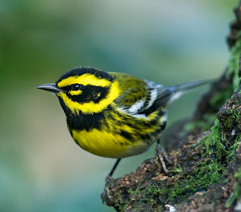 Townsends-Warbler-bird