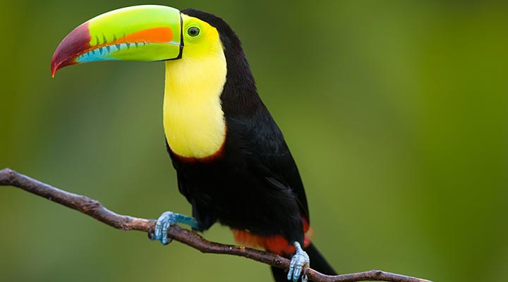 belize-keel-billed-toucan
